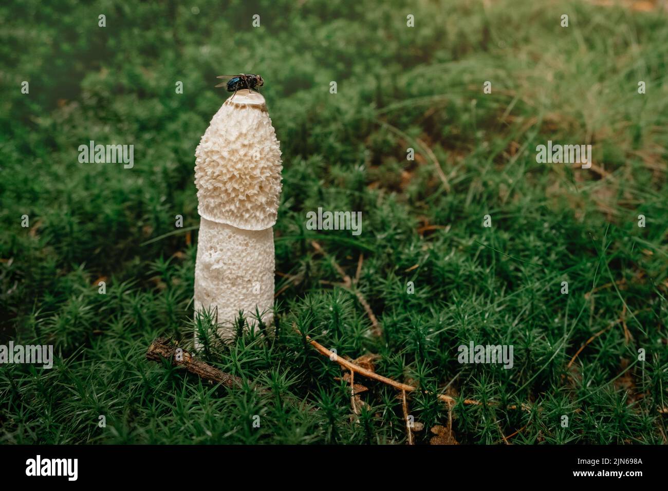 Primo piano di un comune fungo stinkhorn, phallus impudicus, che cresce in muschio verde Foto Stock