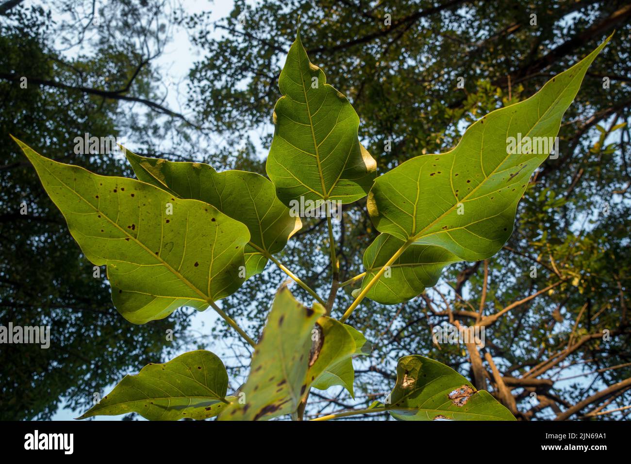 Un colpo verso l'alto di un albero di Banyan dell'India lascia. Ficus bengalensis. uttarakhand India. Foto Stock