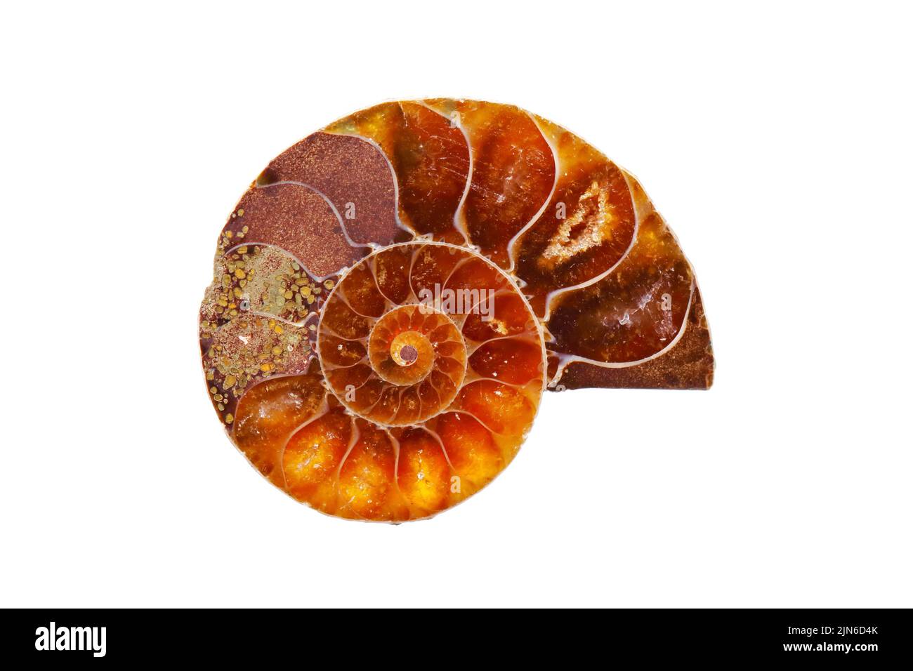 La piastra a fette di ammonio fossile mostra la struttura interna su sfondo bianco Foto Stock