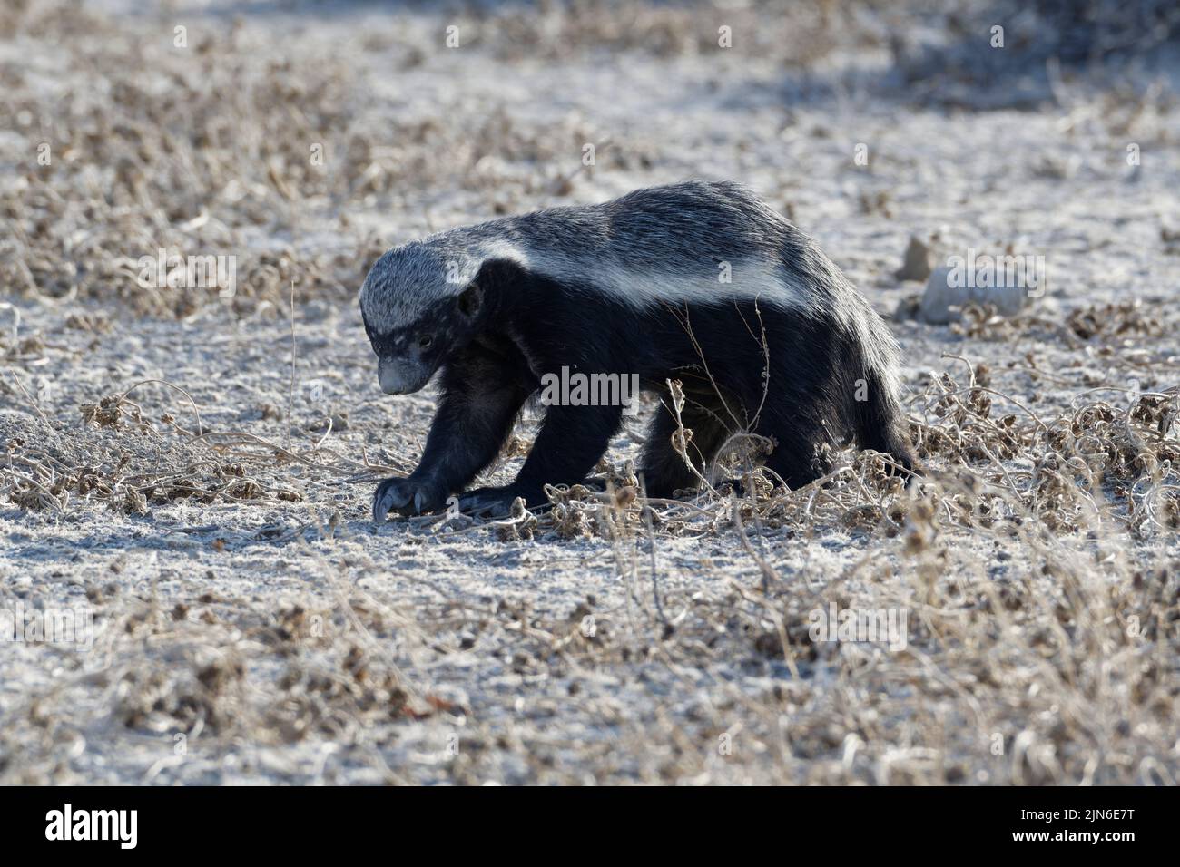 Tasso di miele (Melivora capensis), maschio adulto, in cerca di preda, Parco Nazionale Etosha, Namibia, Africa Foto Stock