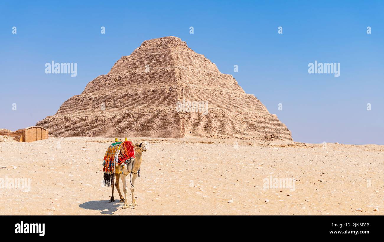 Un cammello si trova di fronte alla piramide a gradoni di Djoser, Saqqara, Egitto Foto Stock