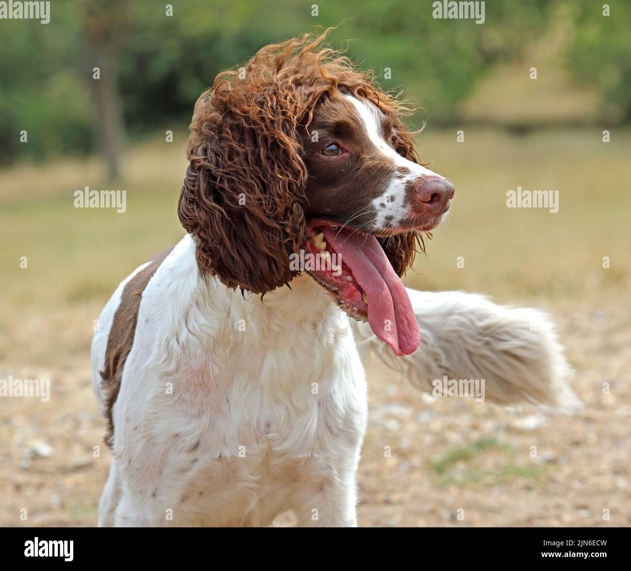 Giocoso ed energico cane Springer Spaniel in un parco, allettante per i ladri Foto Stock