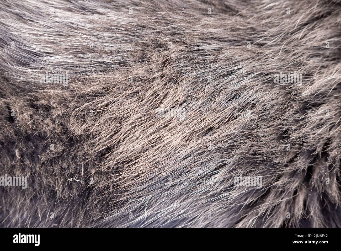 Cappotto di cane del pastore. Può essere utilizzato come sfondo. Foto Stock