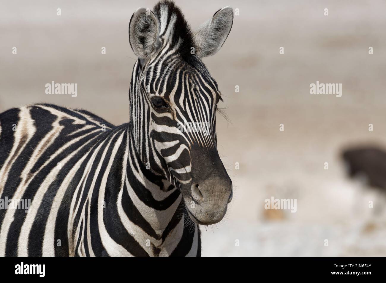 Zebra di Burchel (Equus quagga burchellii), ritratto animale, Parco Nazionale Etosha, Namibia, Africa Foto Stock