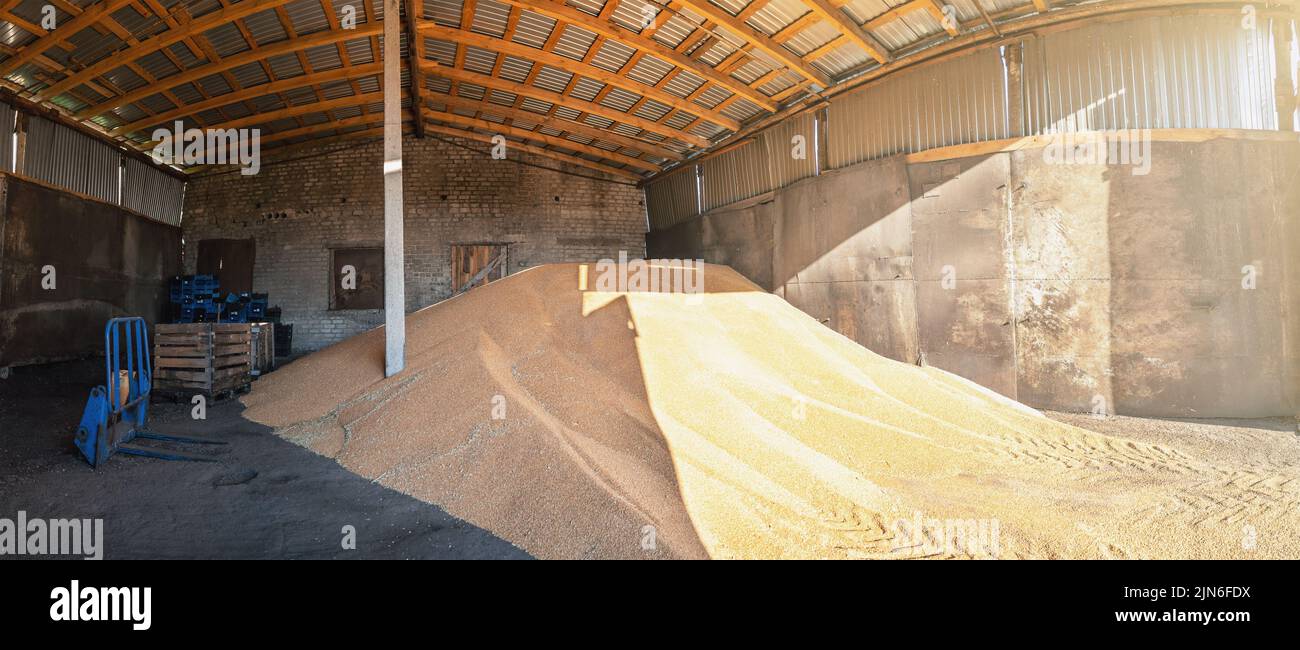 Grano in deposito di magazzino. Granaio interno con cumulo di grano crudo. Industria agricola. Foto Stock