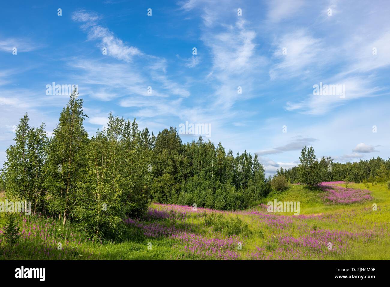 Campo di alghe da fuoco comuni in Alaska centro-meridionale. Foto Stock