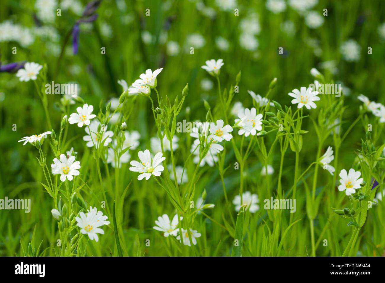 Greater Stitchwort (Rabelera holostea) fiori in primavera in un bosco nelle colline Quantock, Somerset, Inghilterra. Foto Stock