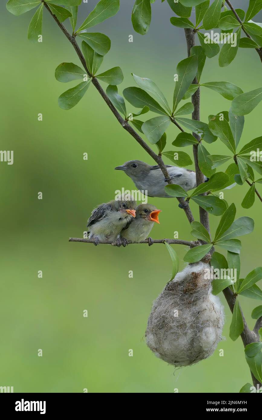 Il flowerpecker femminile con la testa di scarlatto porta cibo ai loro pulcini Foto Stock