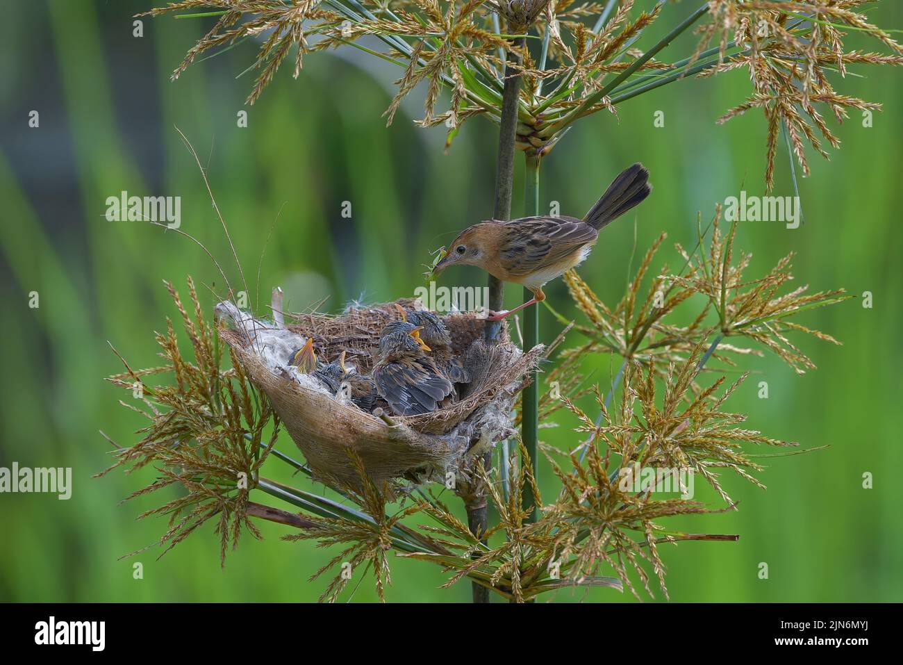 L'uccello di cisticola dalla testa dorata porta il cibo per il loro pulcino Foto Stock