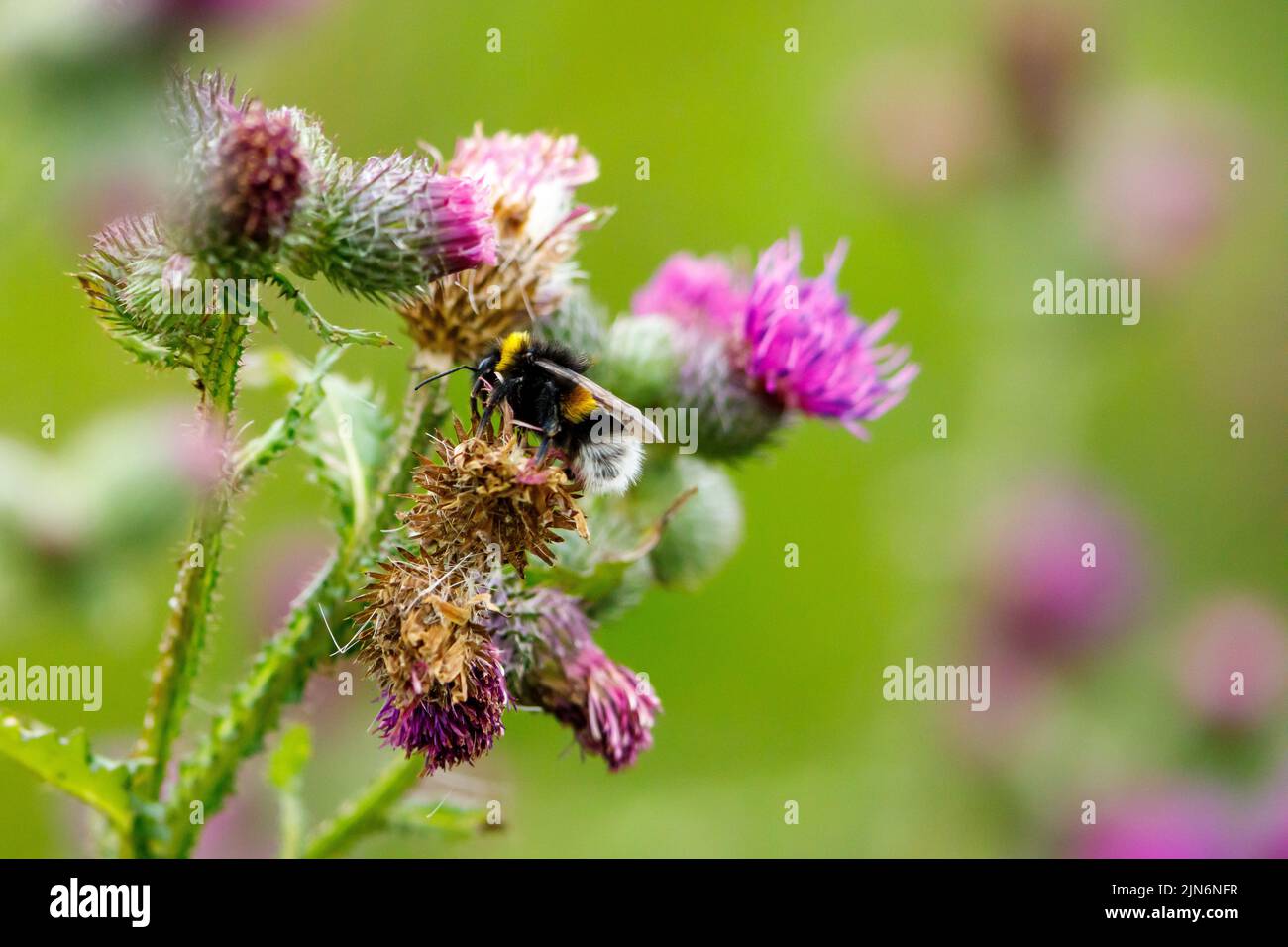 un'ape selvaggia su un fiore Foto Stock