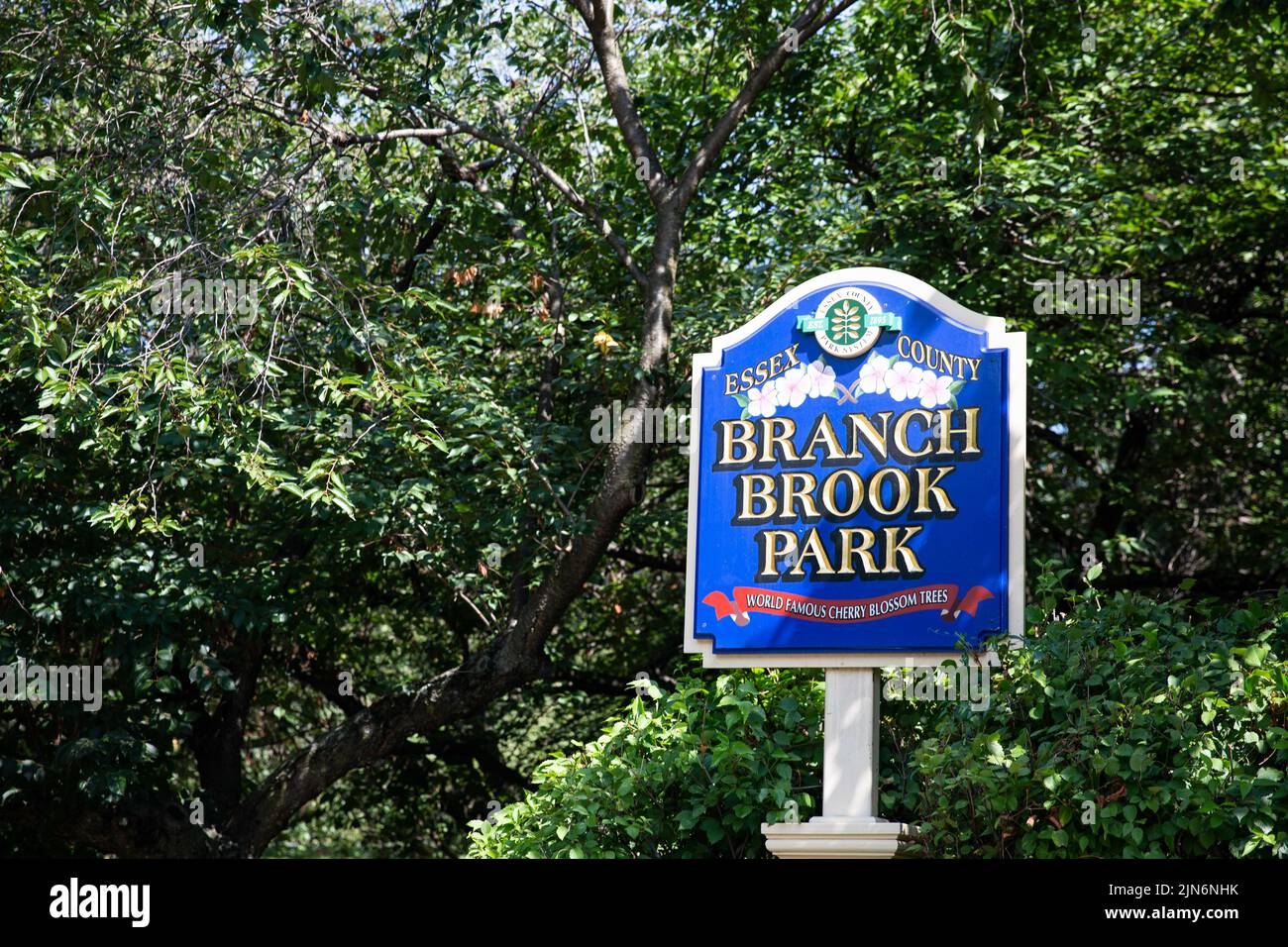 Newark, Stati Uniti. 09th ago 2022. Una pausa acquatica all'interno di un parco nella contea di Essex allagato strade e lasciato Newark, NJ residenti con bassa pressione dell'acqua il 9 agosto 2022, ha detto le autorità. ??la rottura si è verificata all'interno del Branch Brook Park in Mill Street a Belleville, NJ, influenzando la pressione dell'acqua nel vicino Newark e intrappolando almeno un veicolo, secondo i funzionari della città. La pausa ha colpito anche l'acqua a Belleville, Nutley e Bloomfield. (Foto di Karla Coté/Sipa USA) Credit: Sipa USA/Alamy Live News Foto Stock