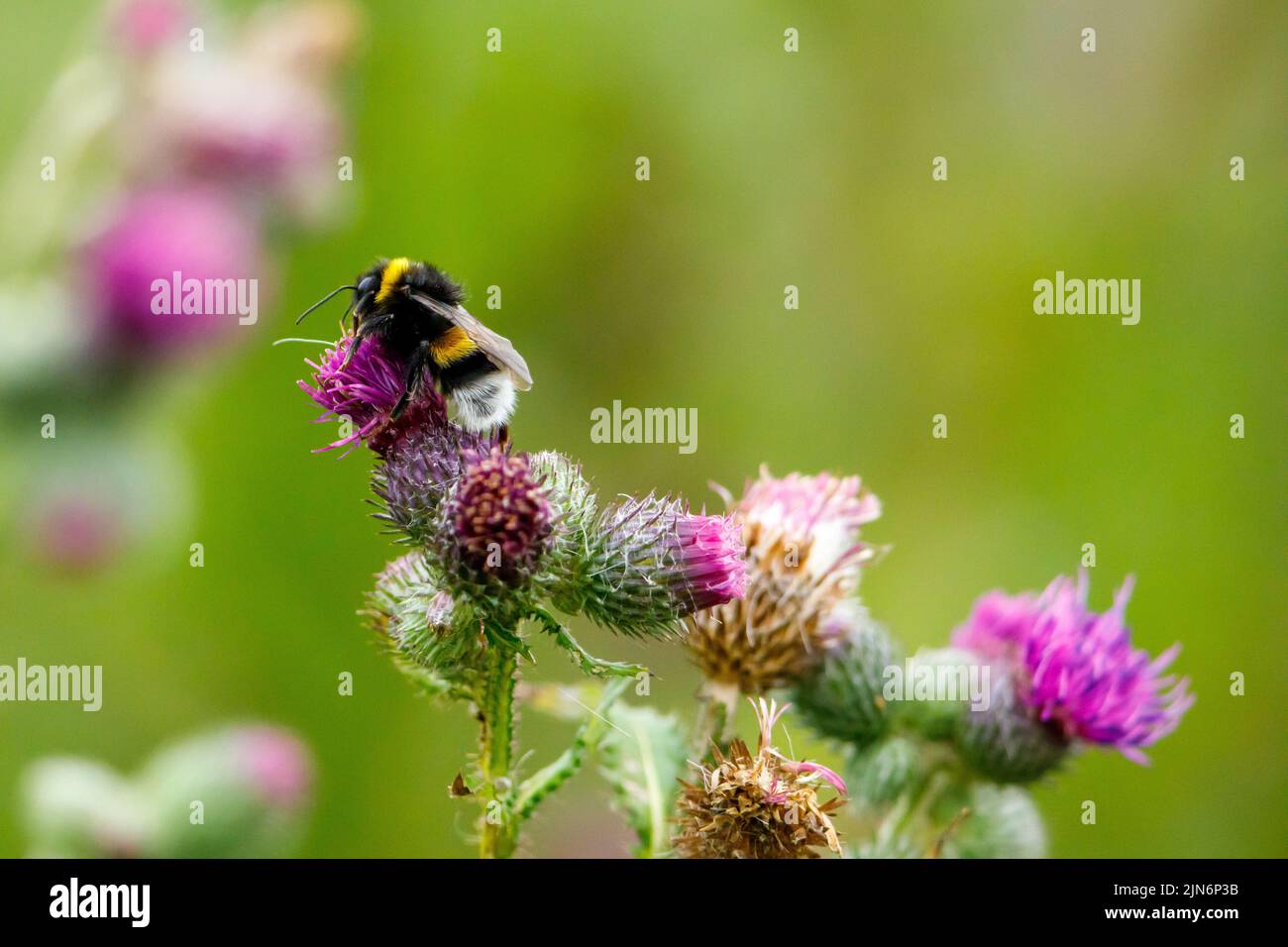 un'ape selvaggia su un fiore Foto Stock