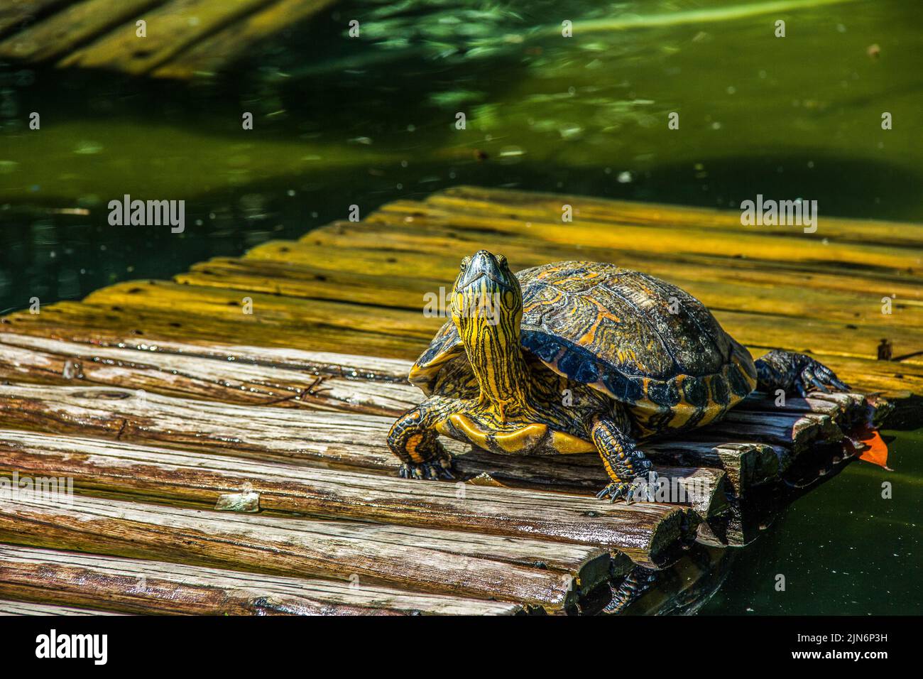 Tartaruga brasiliana all'aria aperta Foto Stock