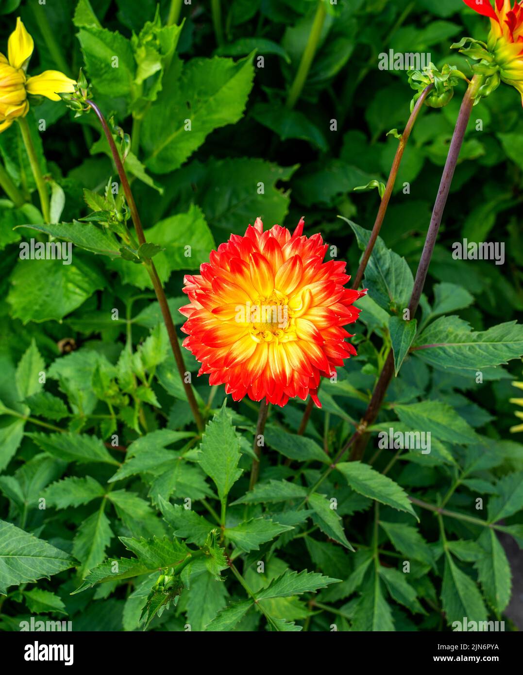 Bellissimo fiore rosso e giallo Dahlia Foto Stock