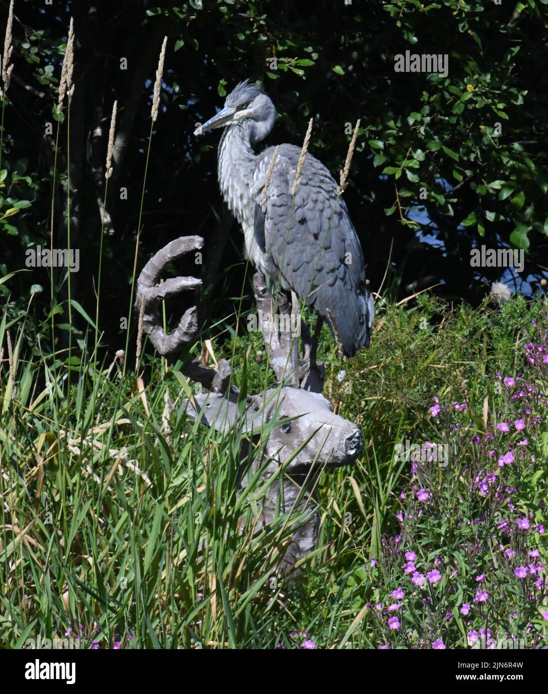 Peebles. Confini scozzesi. 9th ago 22.godersi il sole un Heron si siede alla testa di 'tag Tweedie' la mostra d'arte flash di Paper Mache a Peebles. Scottish Borders lo Stag apparve durante la notte del 2020, ed è stato un po' un mistero dove è venuto da come si è concluso sull'isola nel fiume Tweed . Credit: eric mccowat/Alamy Live News Foto Stock