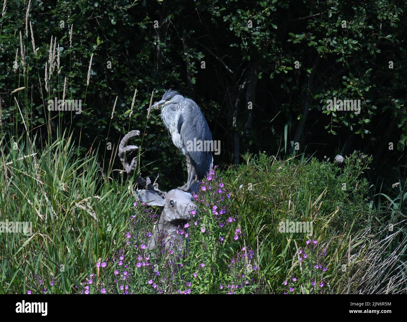 Peebles. Confini scozzesi. 9th ago 22.godersi il sole un Heron si siede alla testa di 'tag Tweedie' la mostra d'arte flash di Paper Mache a Peebles. Scottish Borders lo Stag apparve durante la notte del 2020, ed è stato un po' un mistero dove è venuto da come si è concluso sull'isola nel fiume Tweed . Credit: eric mccowat/Alamy Live News Foto Stock