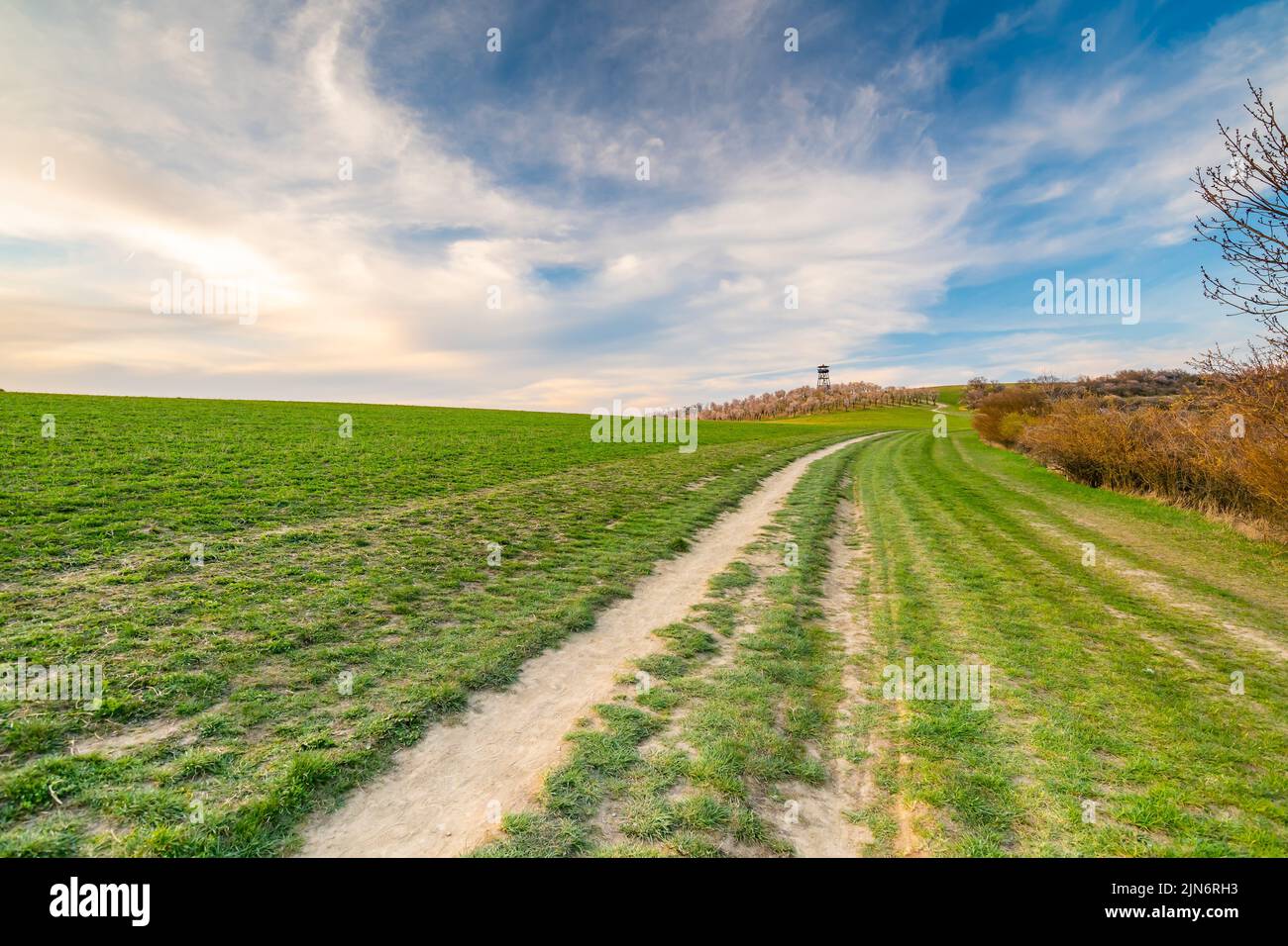 Torre di avvistamento vicino alla città di Hustopece, posta in frutteto fiorente di mandorli. Regione della Moravia meridionale, Repubblica Ceca. Tempo primaverile durante il tramonto. Foto Stock