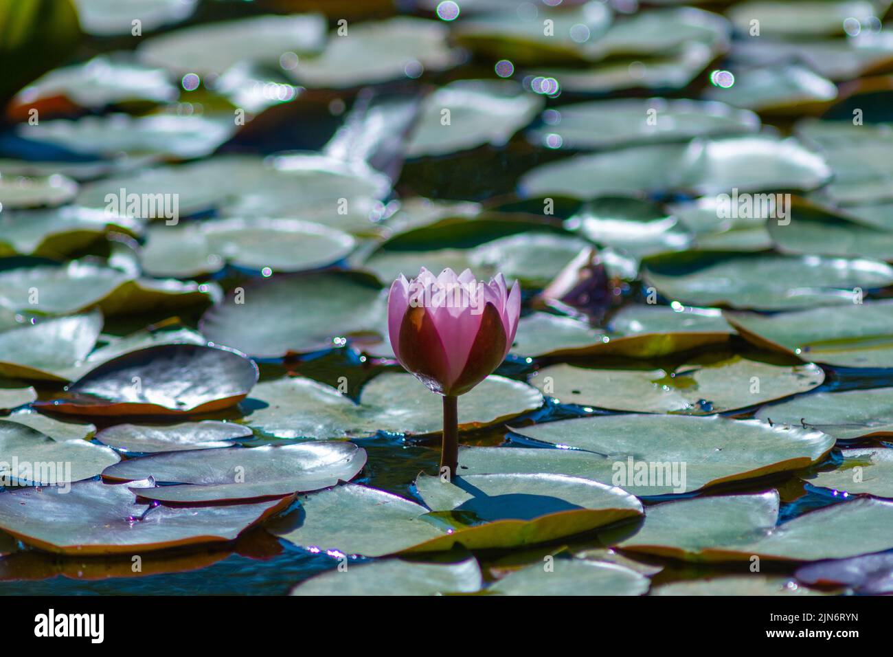 Fritham, New Forest, Hampshire, Regno Unito, 9th agosto 2022, Tempo: Pomeriggio caldo e soleggiato in questa lunga estate secca come un'altra ondata di caldo si sviluppa. Un fiore di giglio d'acqua rosa si erge sopra le foglie che si gorgevano sulla superficie dello Stagno di Eyeworth. Paul Biggins/Alamy Live News Foto Stock