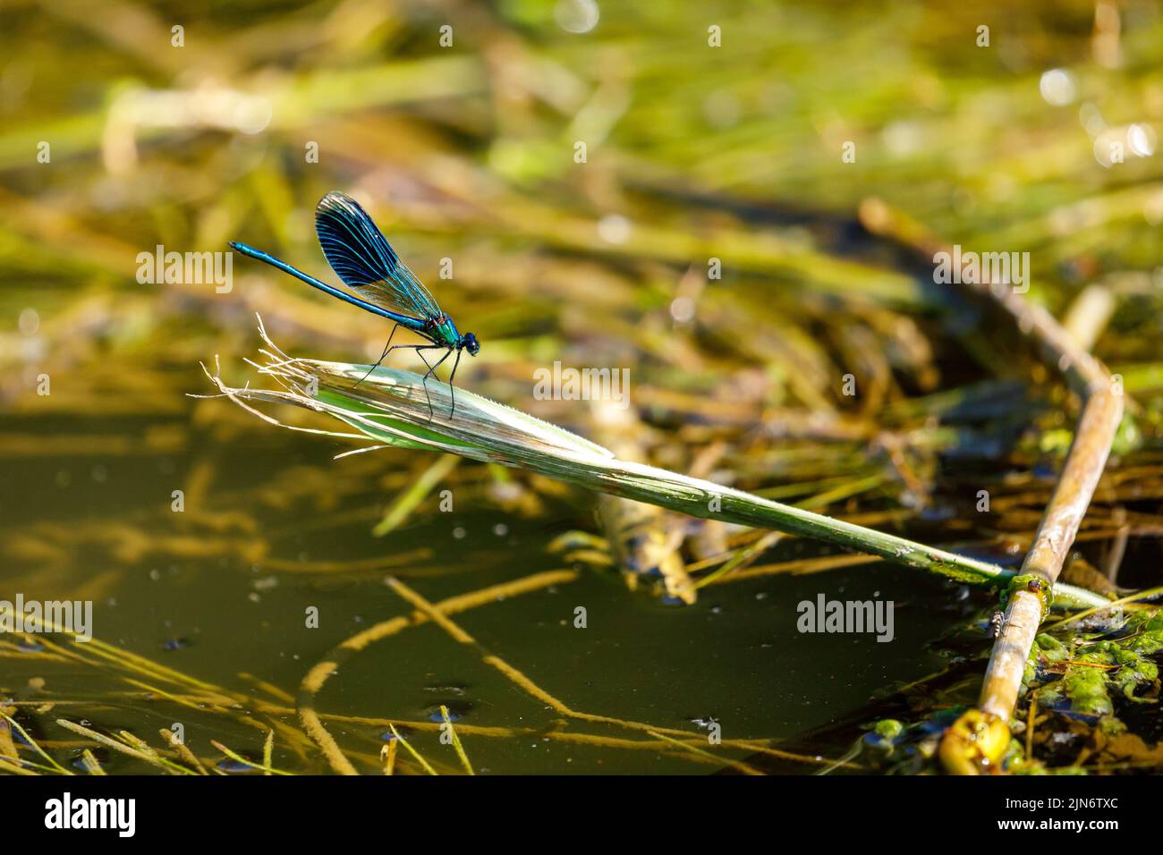Una libellula con bande blu in un fiume Foto Stock