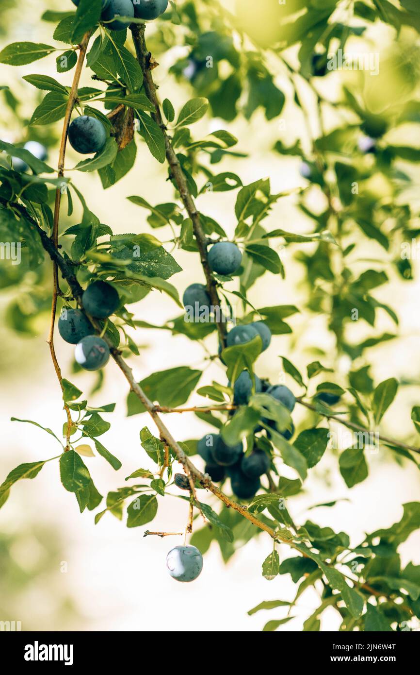 Ritratti bellissimi e dettagliati all'esterno. Foto Stock