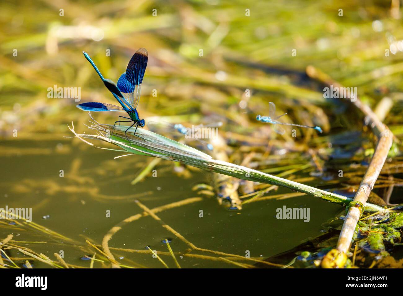 Una libellula con bande blu in un fiume Foto Stock