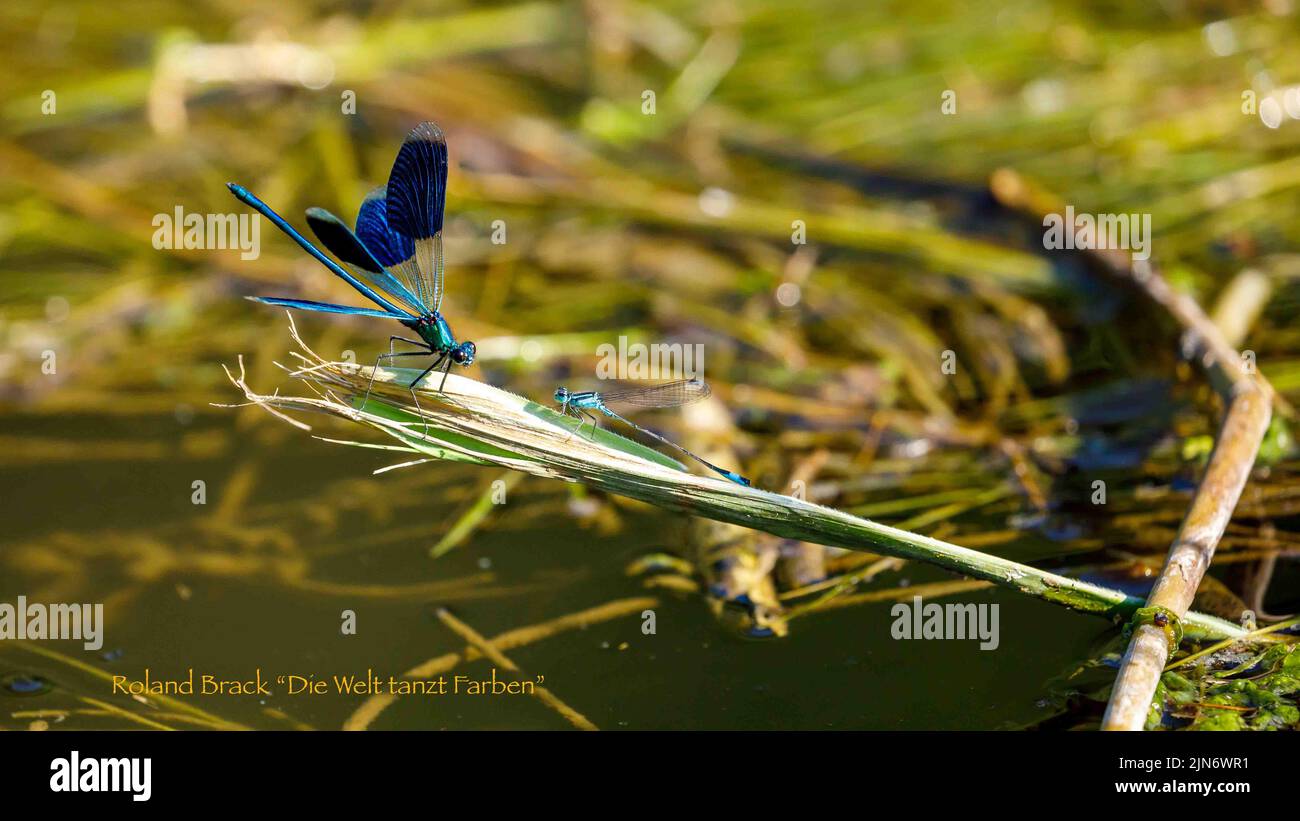 Una libellula con bande blu in un fiume Foto Stock