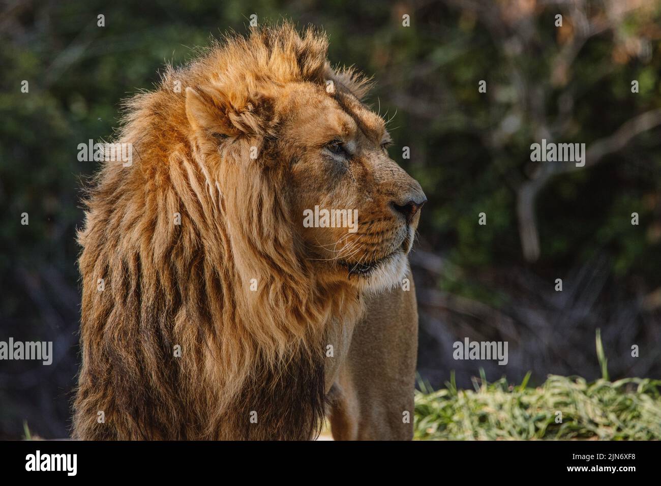 Ritratto facciale di un leone asiatico maschile sotto la luce del sole Foto Stock