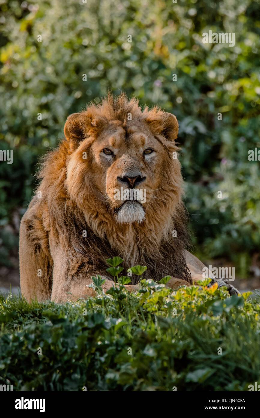 Ritratto facciale di un leone asiatico maschile appoggiato sull'erba Foto Stock