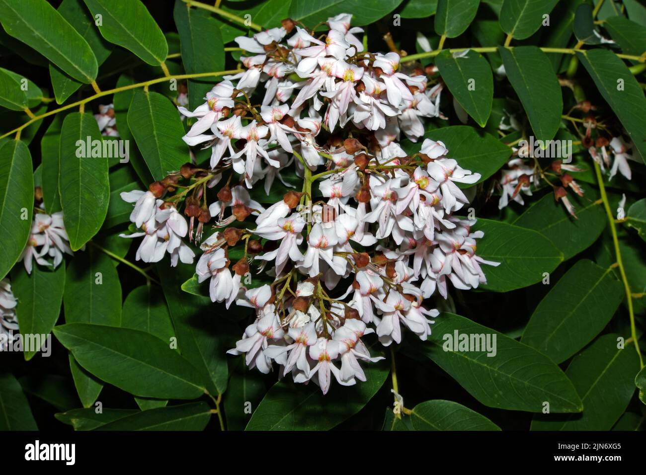 Cladrastis sinensis (legno giallo cinese) è un albero deciduo di piccole e medie dimensioni che si trova in alcune parti della Cina e del Giappone. Foto Stock