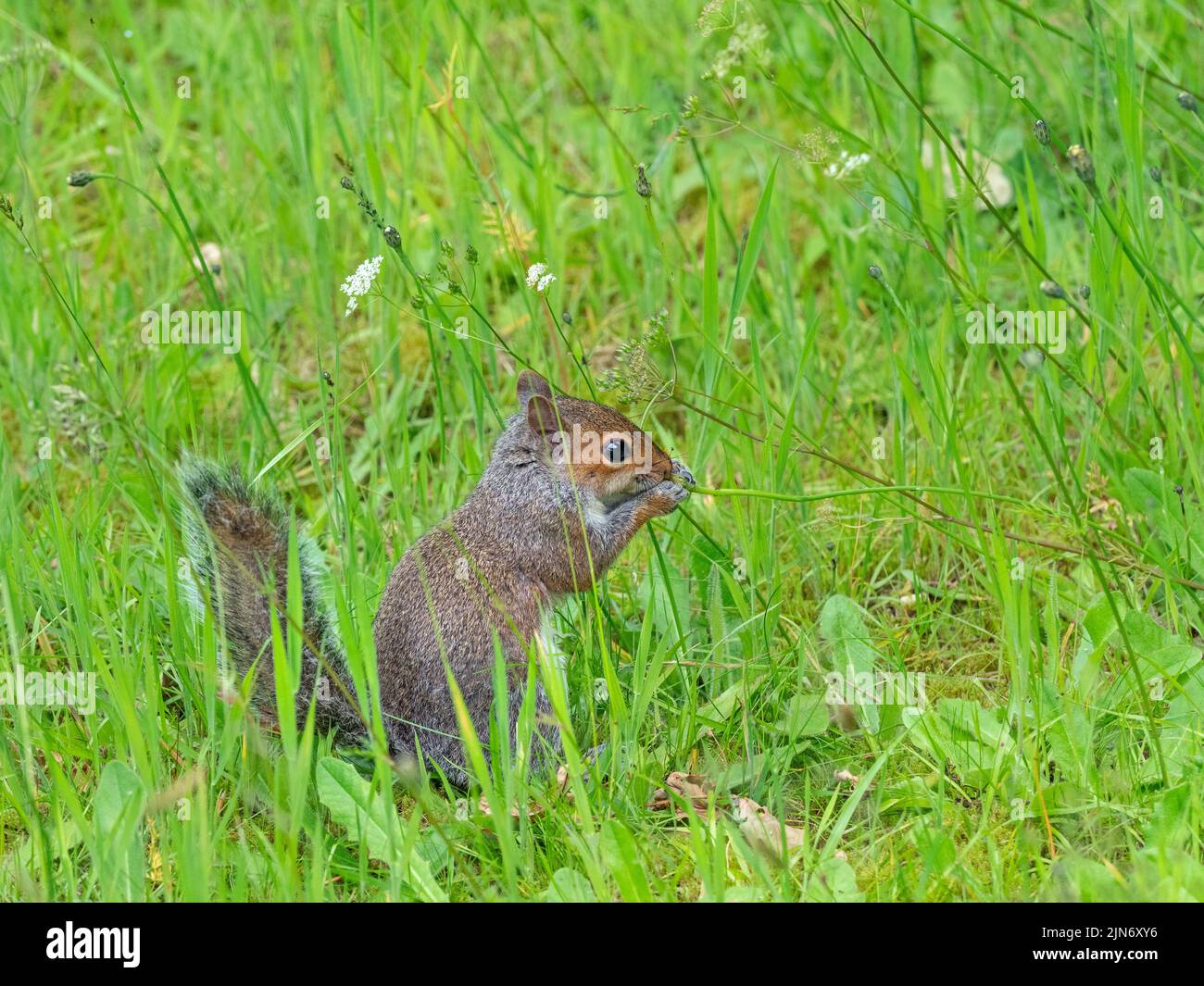 Scoiattolo grigio Sciurus carolinensis in estate pascolo su erba e fiori Foto Stock