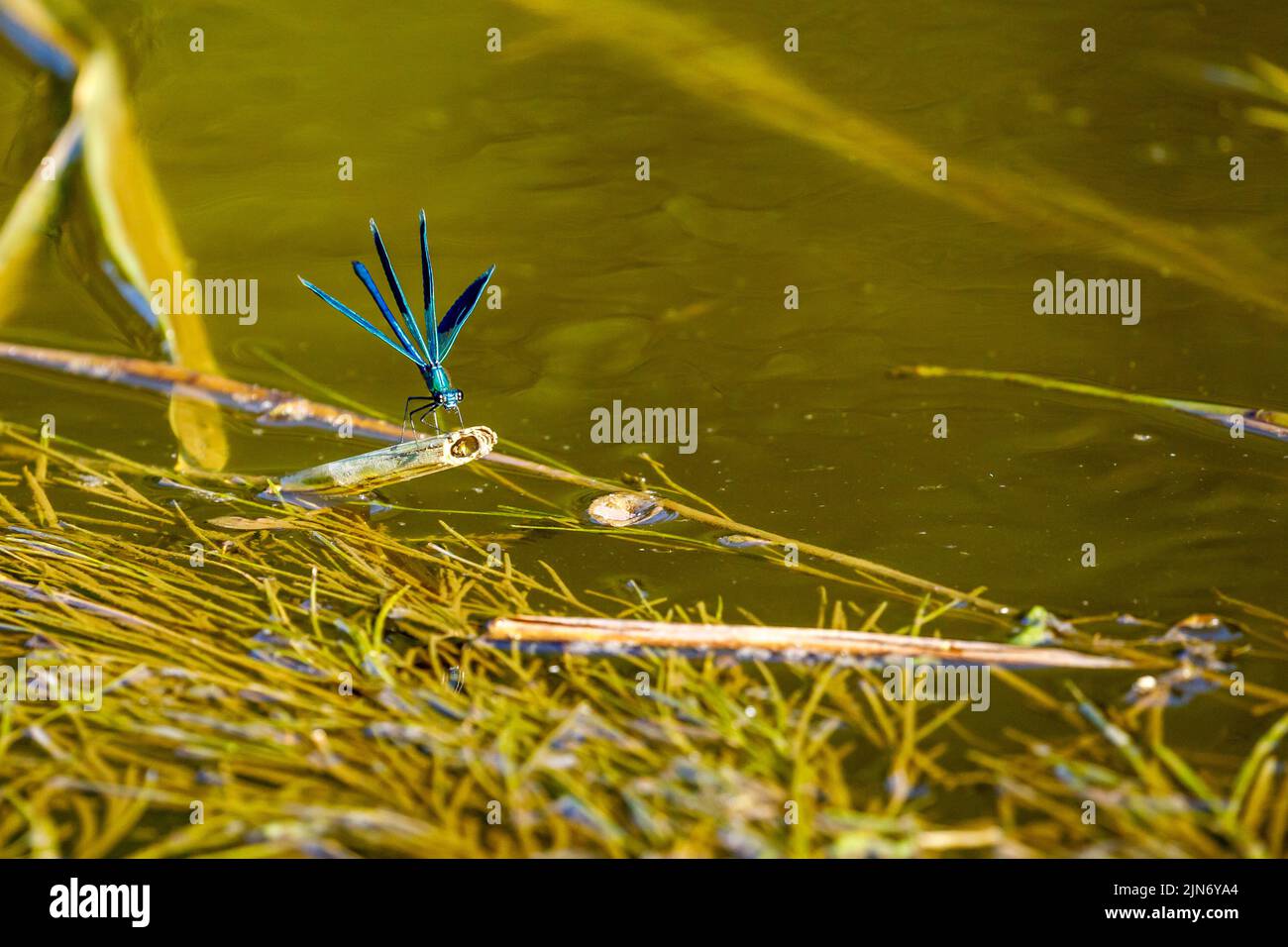 Una libellula con bande blu in un fiume Foto Stock