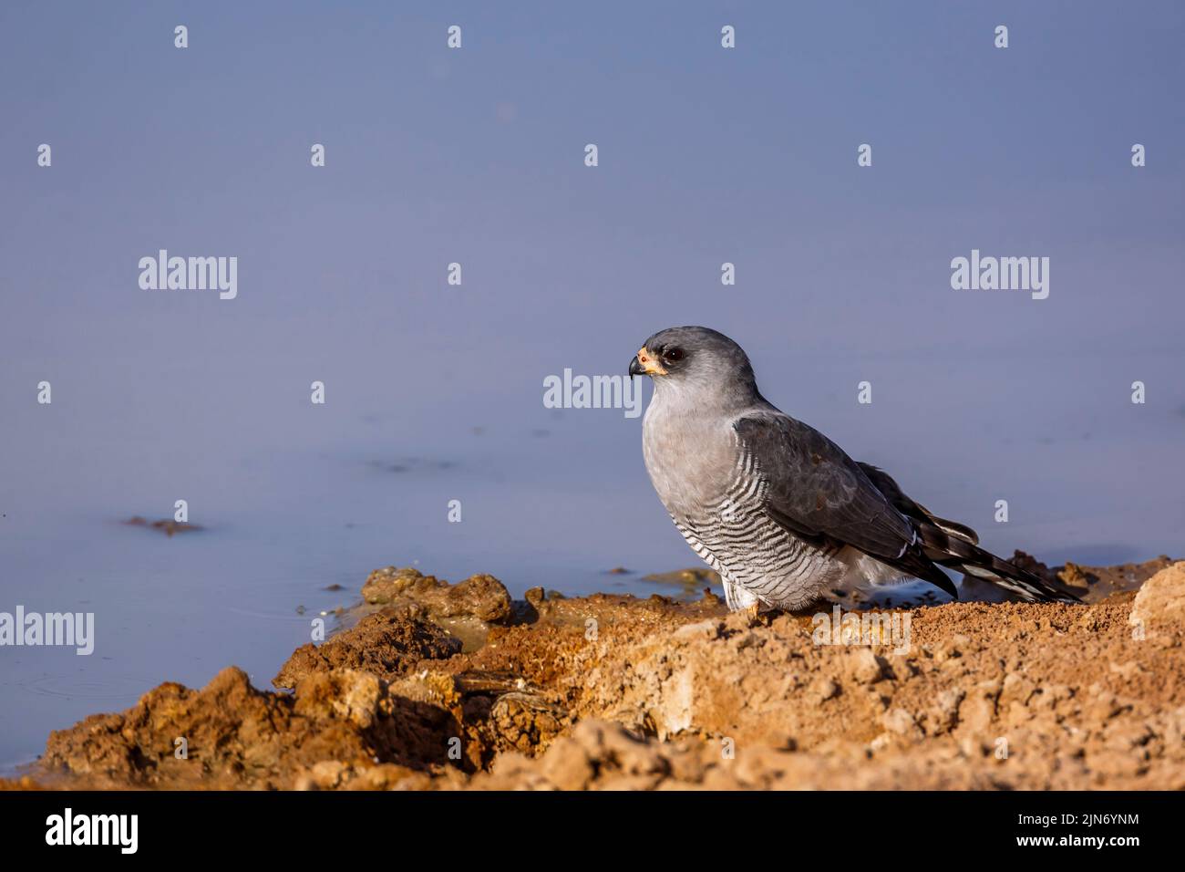 Pallido canto-Goshawk in piedi al pozzo nel parco di trasferimento di Kgalagadi, Sudafrica; specie Melierax canorus famiglia di Accipitridae Foto Stock
