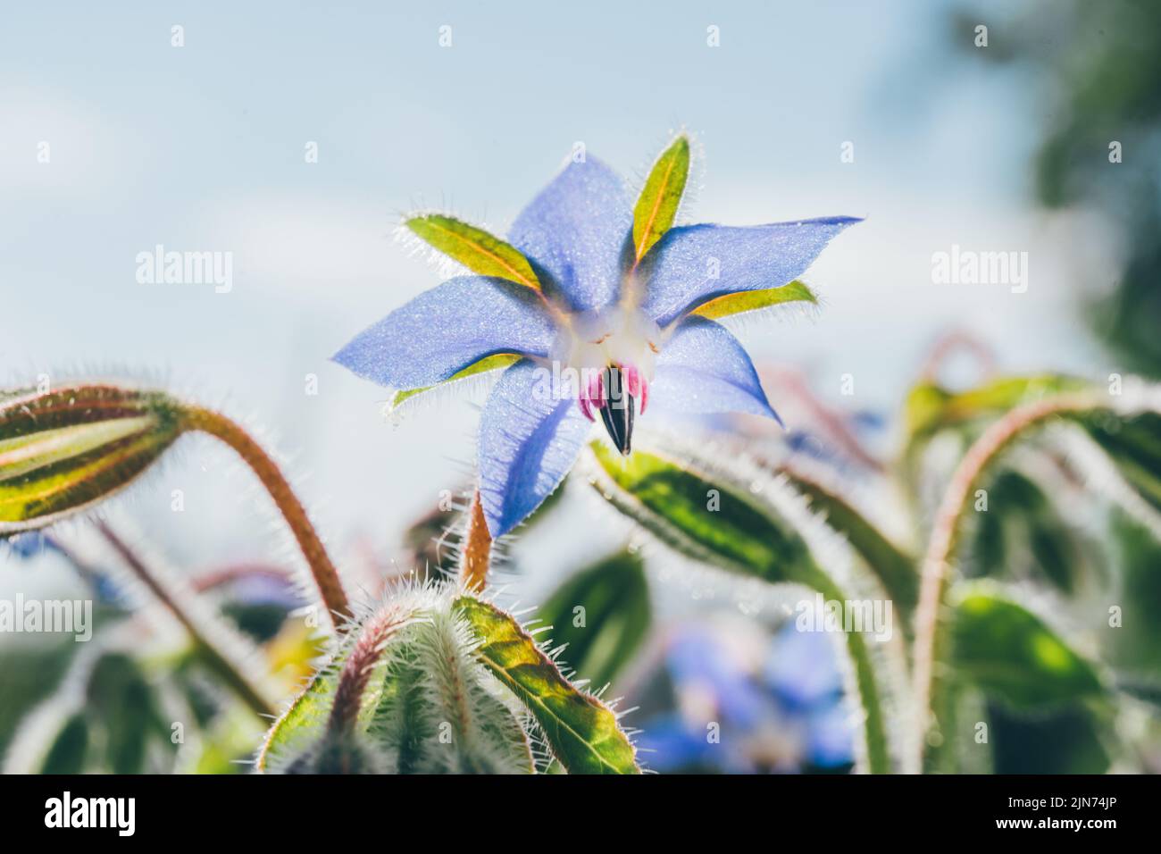 Borage (Borago officinalis) fiori e germogli icontro cielo blu. La pianta medicinale dell'erba. Gusto e odore di cetrioli. Starflower Foto Stock