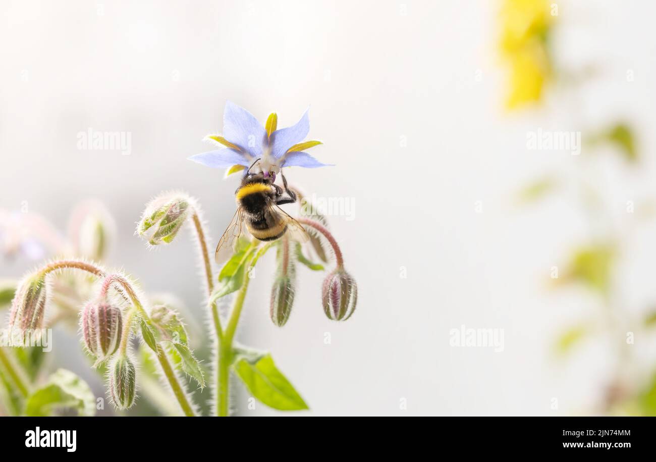 Cute bumblebee (Bombus terrestris) prendendo nettare da Borago officinalis. Estate natura backrgound Foto Stock