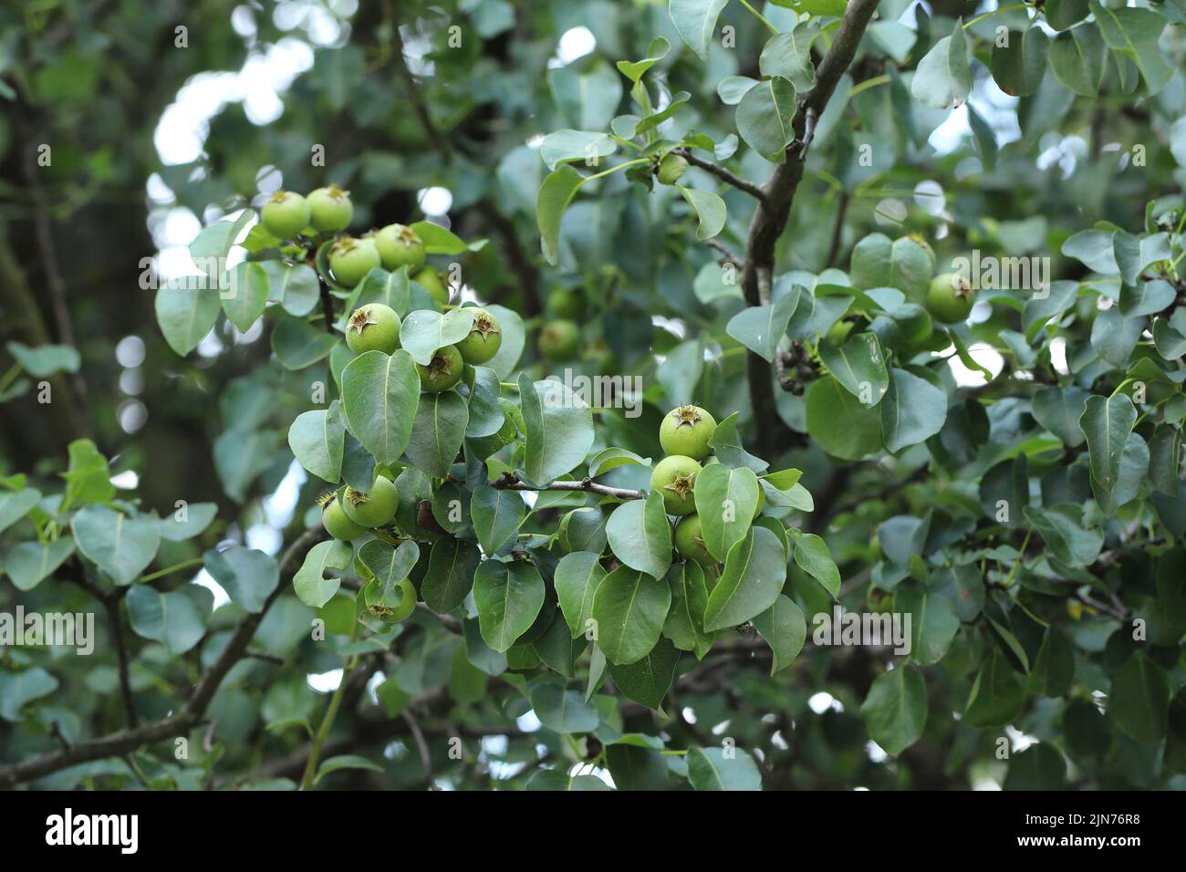 EAR Selvatica europea, EAR Selvatica (Pyrus pyraster), ramo con frutta. Foto Stock