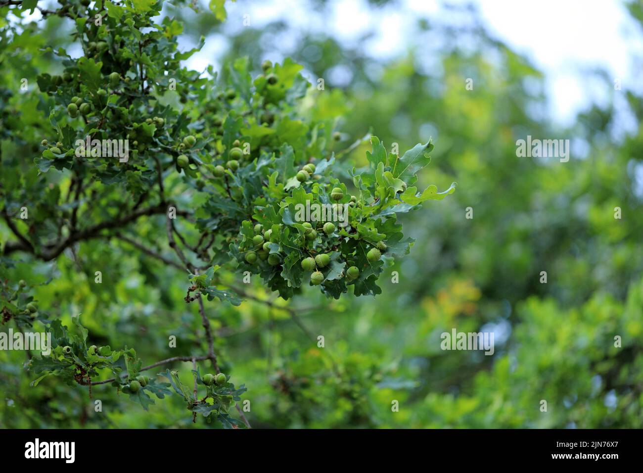 Ghiande su un ramo verde e frondoso di una quercia comune. Foto Stock