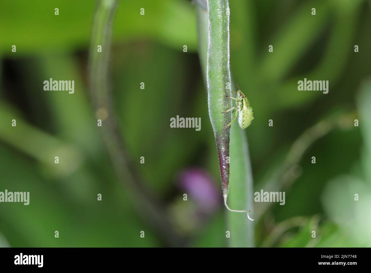 Larve di insetti di scudo (Pentatomidae) che si nutrono di fagioli. Foto Stock