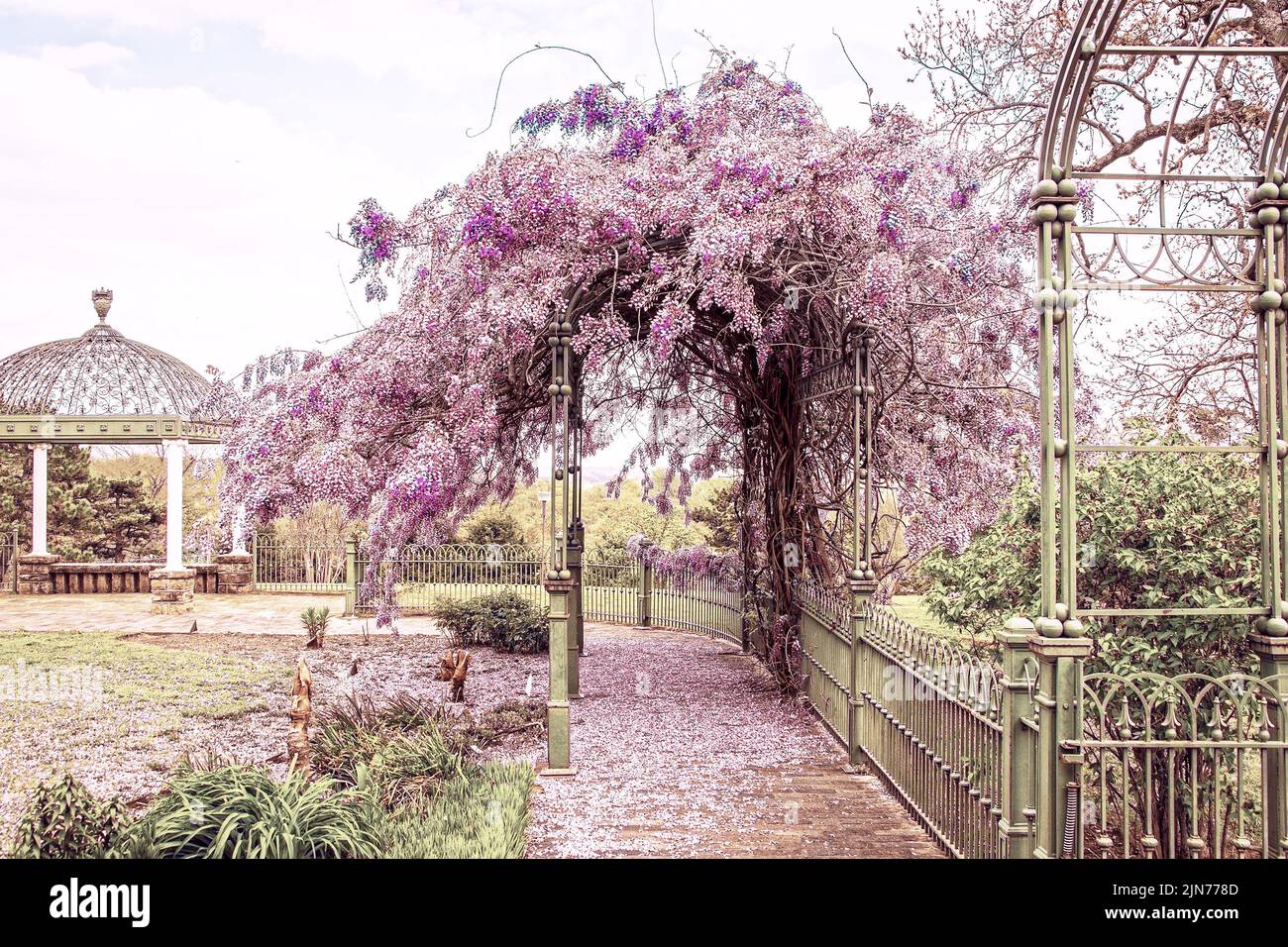 Glicine in piena fioritura su trellis di ferro battuto verde in arca con gazebo laccato e campagna sullo sfondo e tappeto di petali viola spargimento Foto Stock