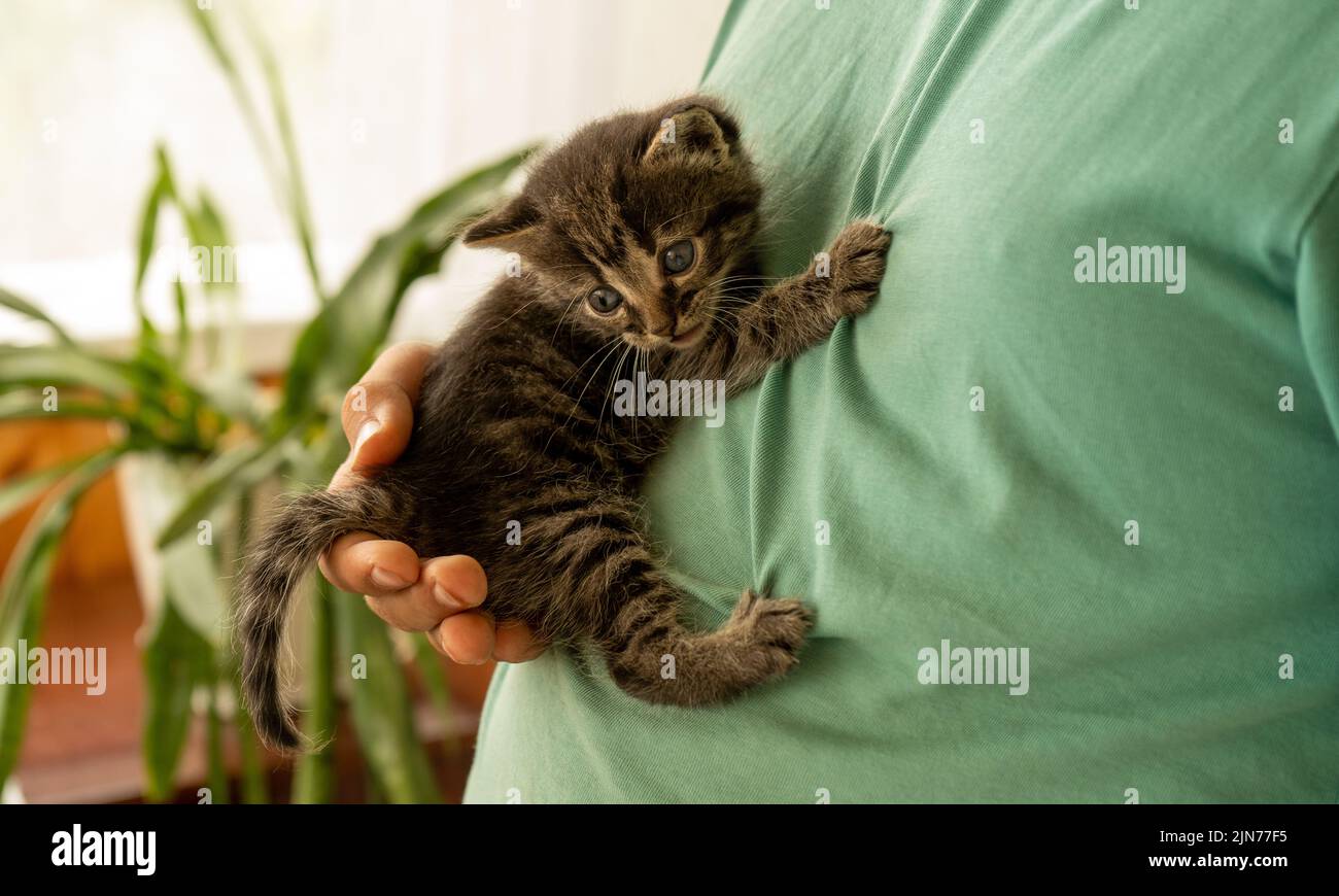 Un gattino carino si siede sulla mano del ragazzo, stringendosi ai vestiti con le sue zampe, e guarda giù nella paura Foto Stock