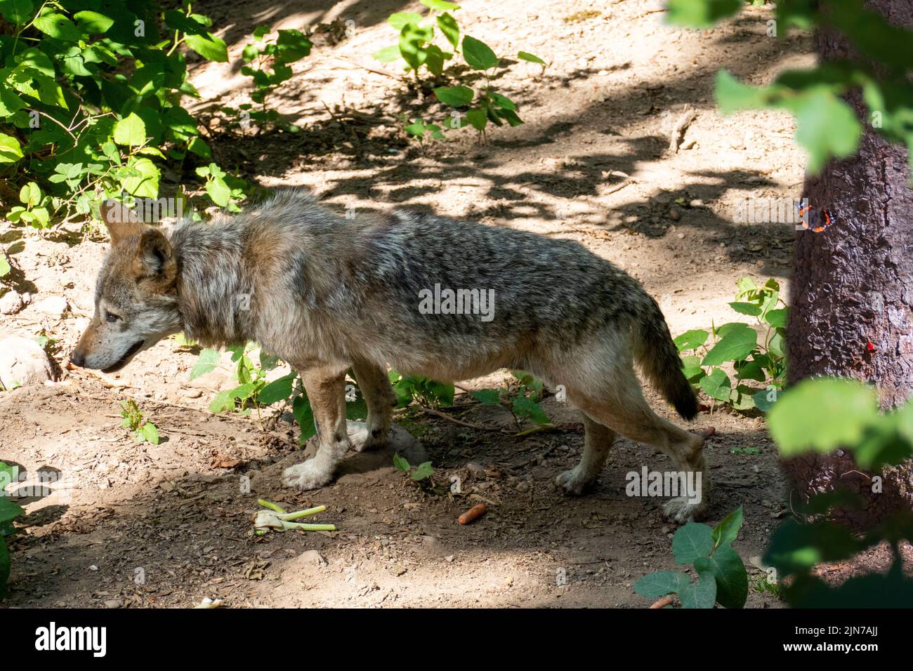 Europäischer Wolf auf Futtersuche im Wald unterwegs Foto Stock