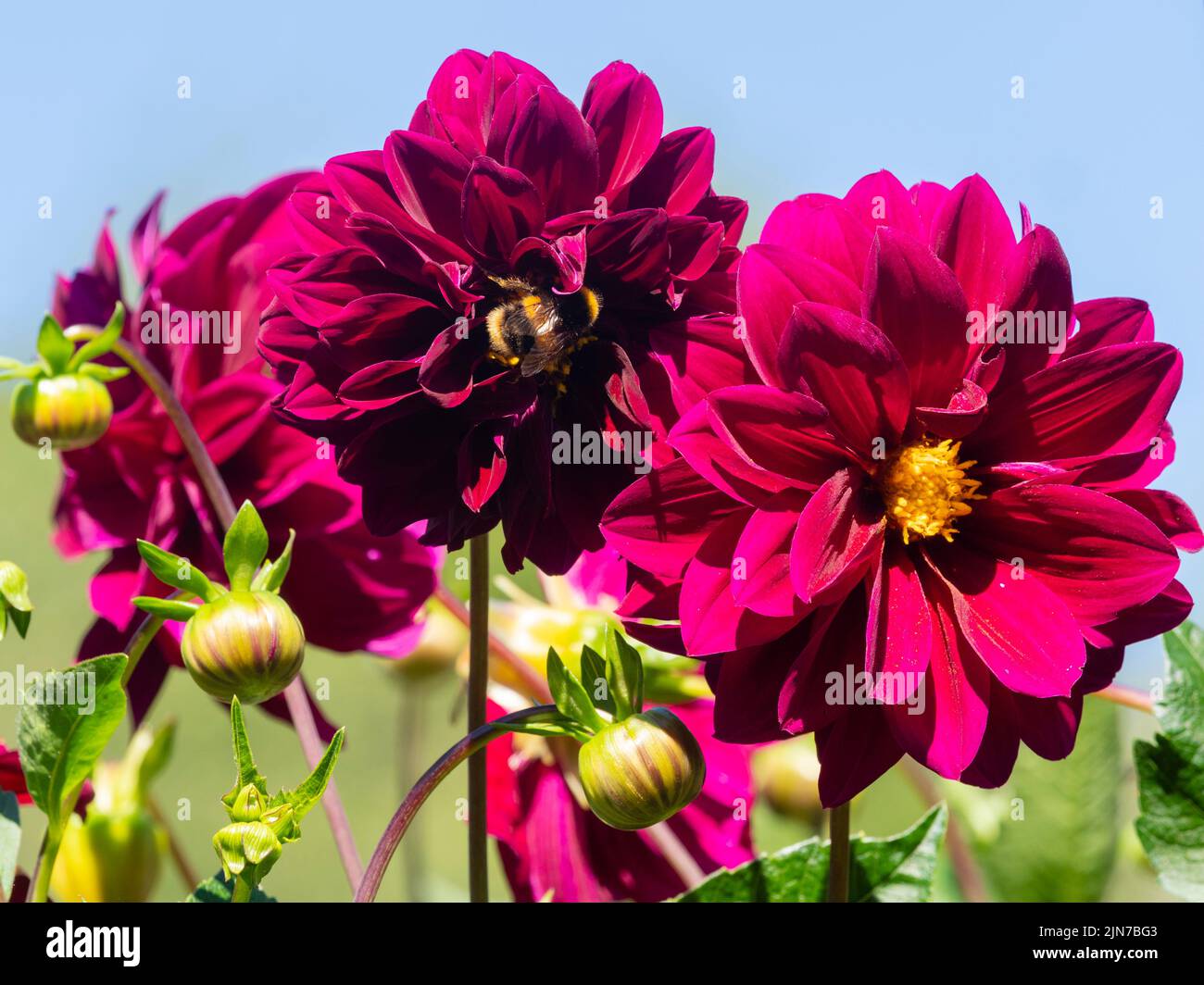 Due fiori rosa-magenta del dahlia decorativo, ammiraglio Dahlia 'Rawlings' Foto Stock