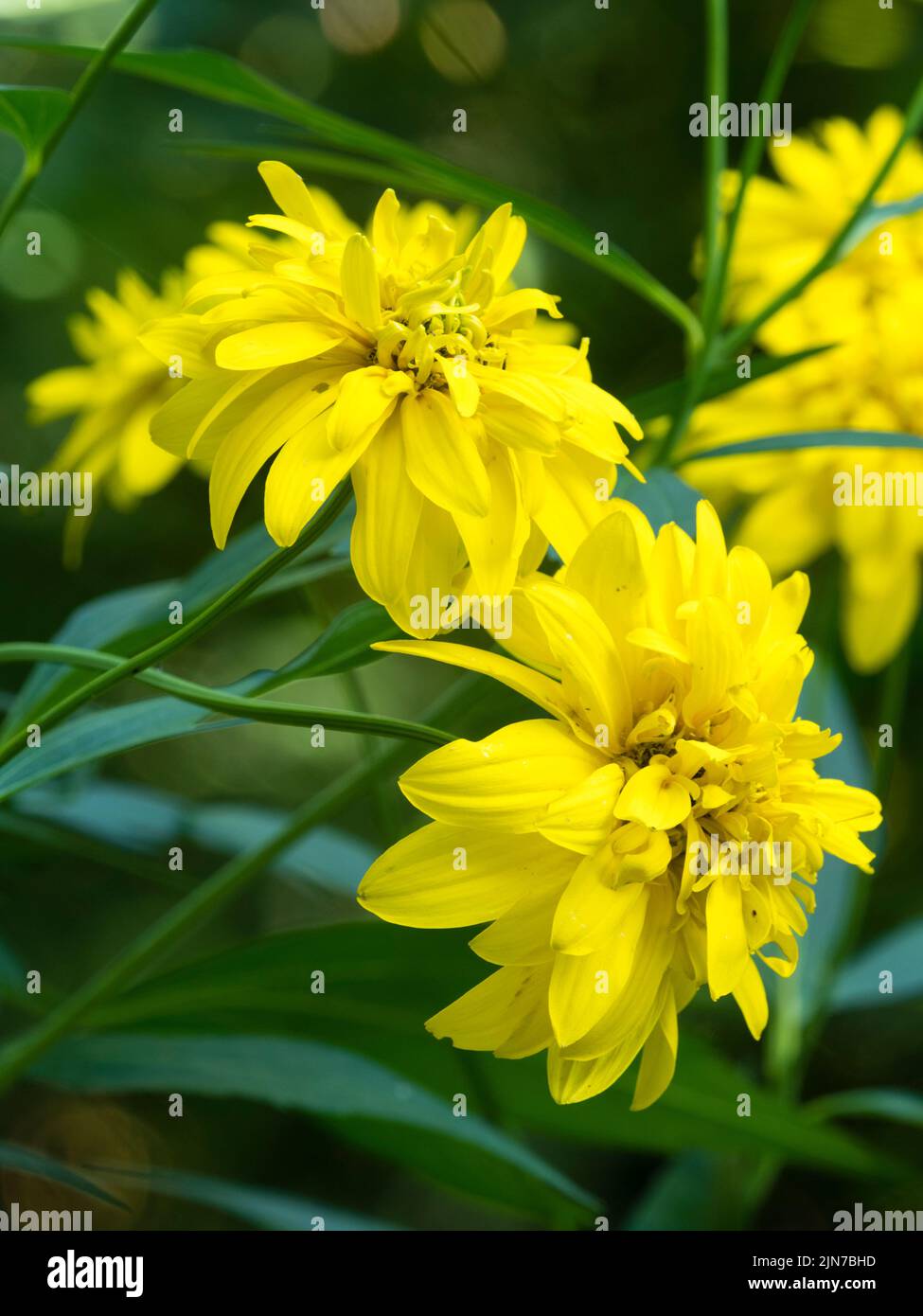 Fiori gialli doppi del più tardi estate fioritura dura perenne, Rudbeckia laciniata 'Goldquelle' Foto Stock