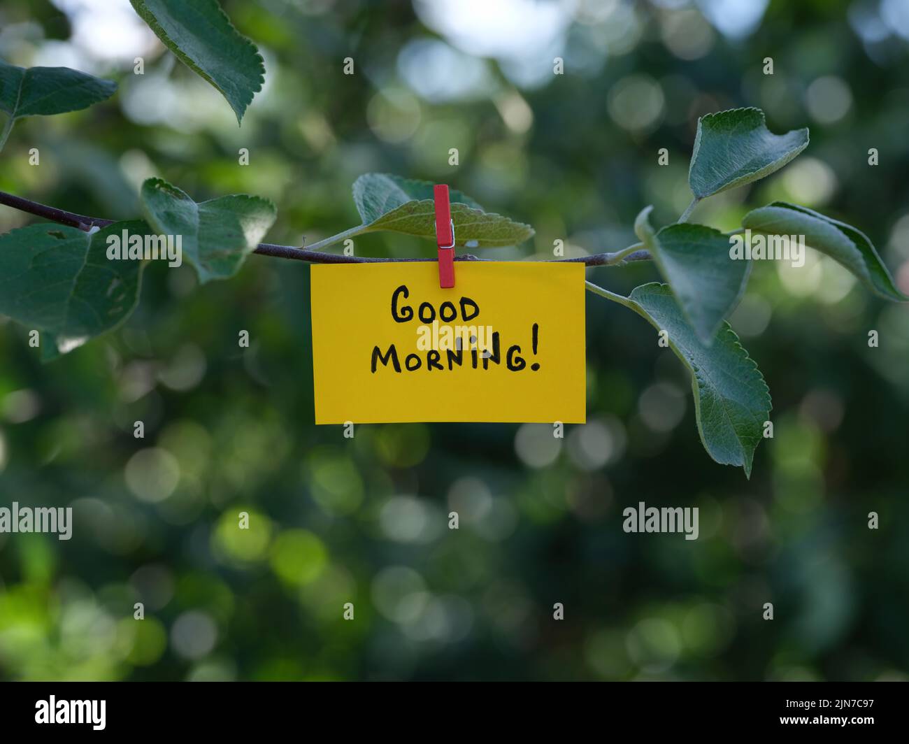 Una nota di carta gialla con la frase Buongiorno! su di esso attaccato ad un ramo di albero con un perno di vestiti. Primo piano. Foto Stock