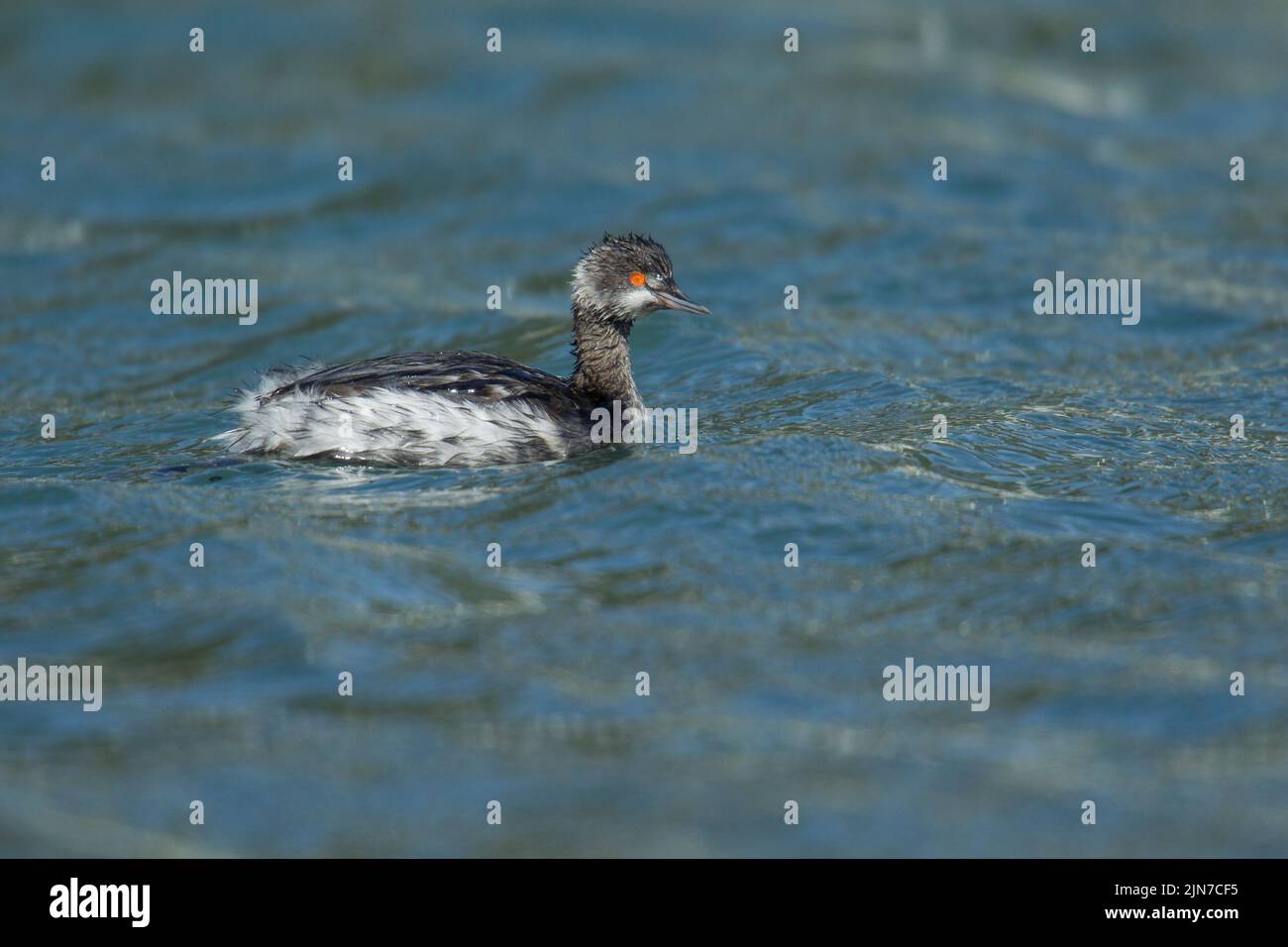 Eared Grebe (Podiceps nigricollis) Foto Stock