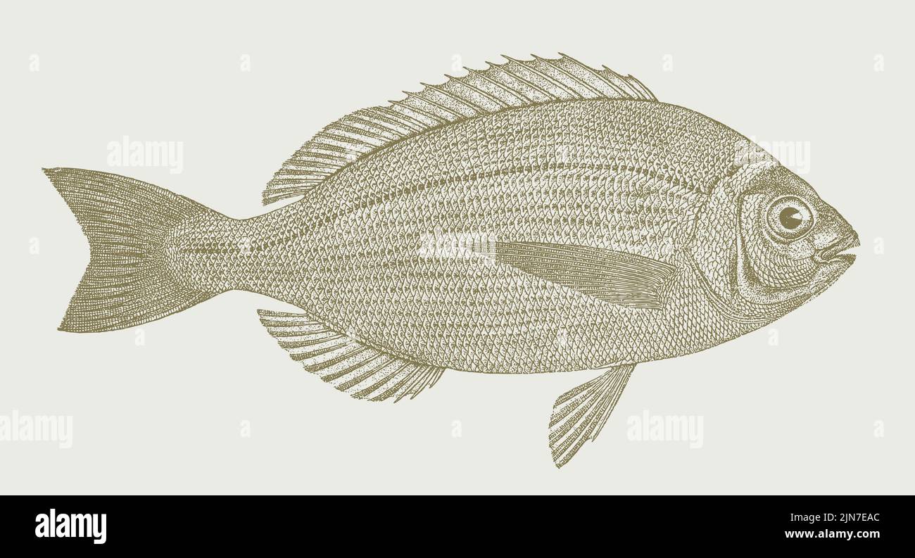 Spondyosoma cantarus, pesce marino in vista laterale Illustrazione Vettoriale