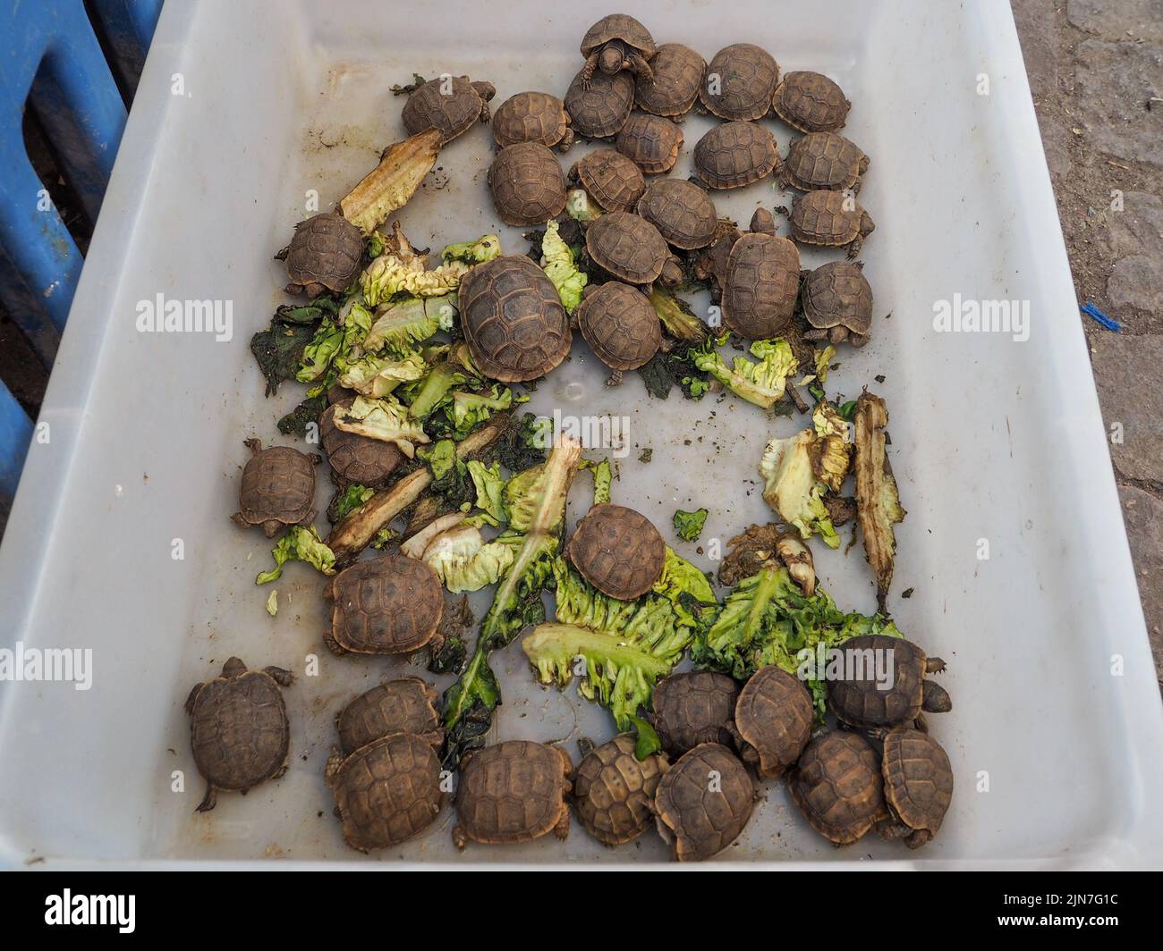 Piccole tartarughe con foglie di verdure verdi da mangiare, esposte al mercato di strada a Marrakesh Foto Stock