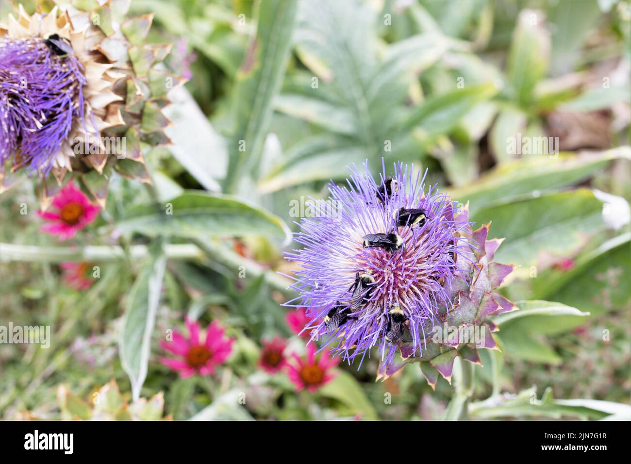 Api che raccolgono polline da un carciofo carciofo fiore di carciofo. Foto Stock