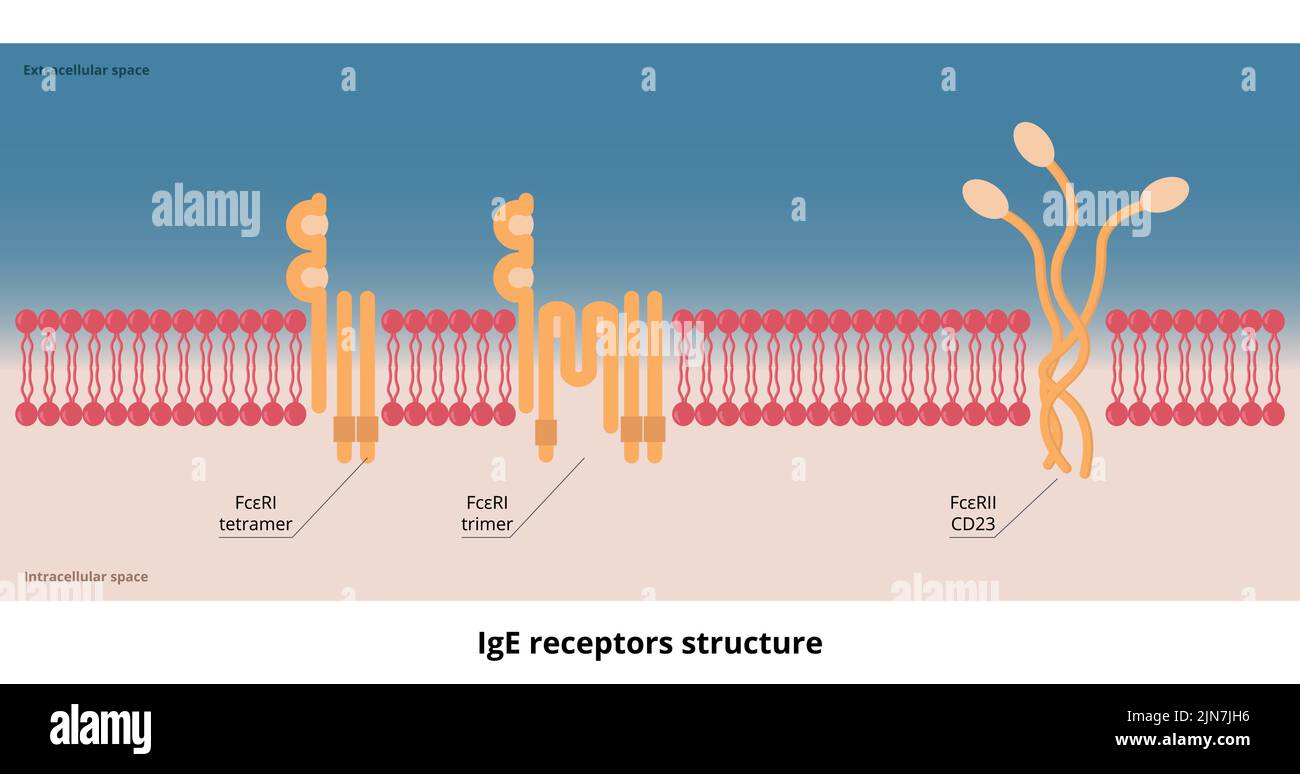 Struttura dei recettori IgE. Recettori basici per la molecola di IgE: Un recettore di membrana ad alta affinità FcεRI e un recettore di bassa affinità cellulare o solubile Illustrazione Vettoriale