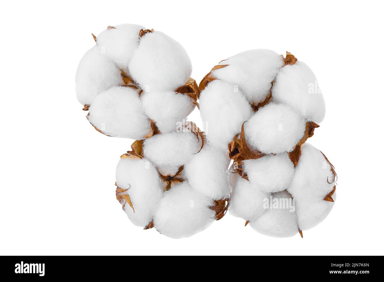 Fiore di piante di cotone isolato su sfondo bianco con profondità di campo completa Foto Stock
