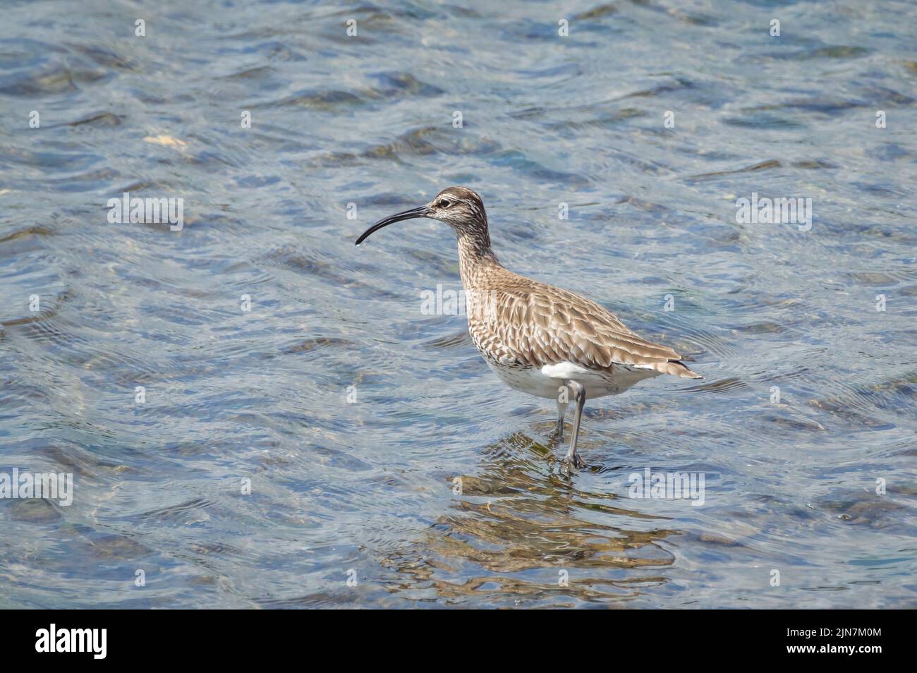 Whimbrel guado in acque poco profonde Foto Stock